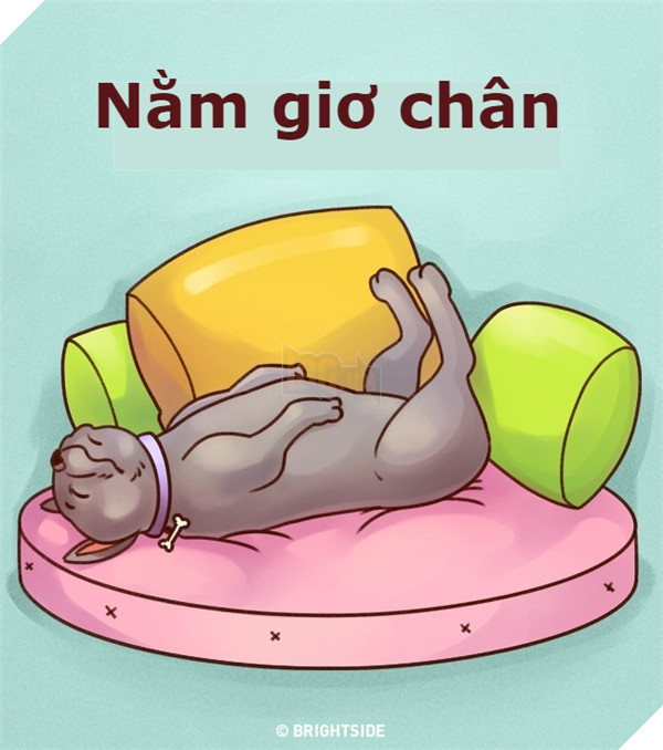 Giải mã tất tần tật tính cách của cún qua tư thế ngủ siêu chuẩn 11