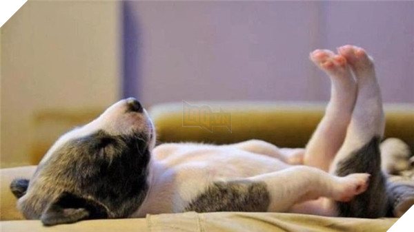 Giải mã tất tần tật tính cách của cún qua tư thế ngủ siêu chuẩn 12