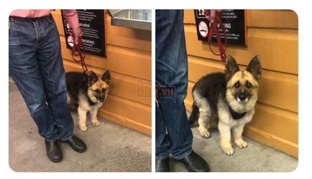 Bệnh Lùn Tuyến Yên ở cún - Vẻ ngoài dễ thương nhưng ẩn bên trong là tội ác vô nhân đạo