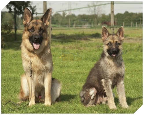 Image result for pituitary dwarfism at dog