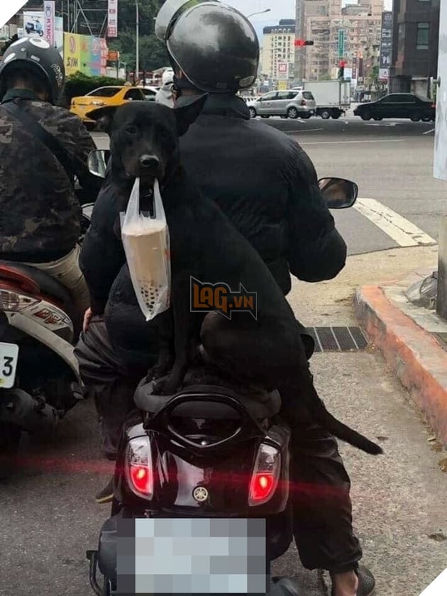  
Ngồi ngoan trên yên sau với vẻ mặt ngoan ngoãn có phần... cam chịu