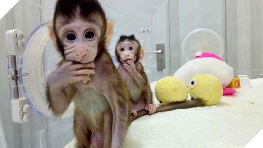 Trung Quốc gây sốc với thí nghiệm nhân cách hóa loài khỉ - Ảnh 1.