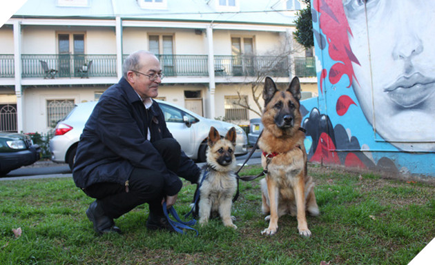 Image result for pituitary dwarfism at dog