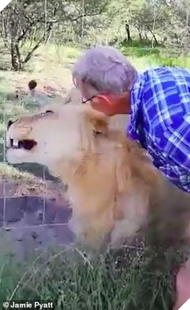 Clip: Liều mạng vuốt ve sư tử c&#225;i, người đ&#224;n &#244;ng bị cắn su&#253;t đứt l&#236;a c&#225;nh tay - Ảnh 2.