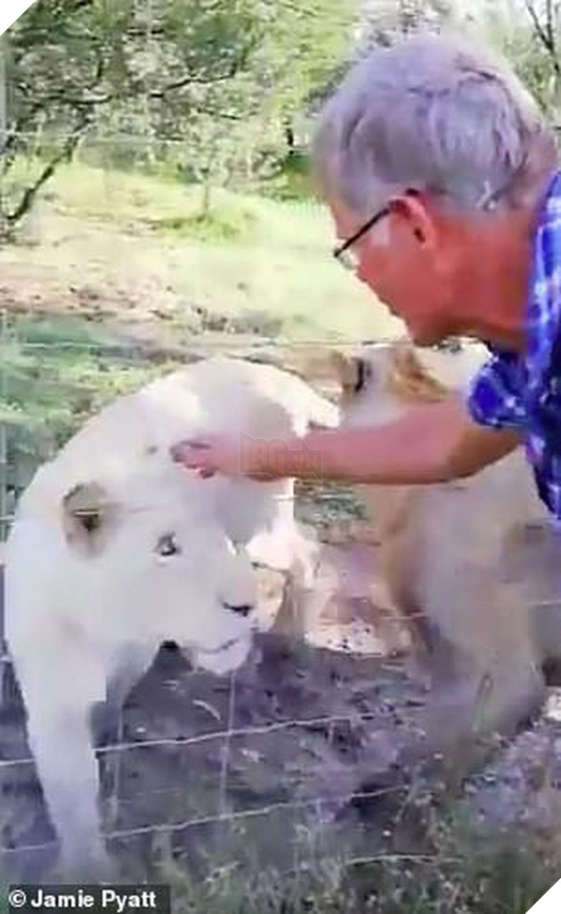 Clip: Liều mạng vuốt ve sư tử c&#225;i, người đ&#224;n &#244;ng bị cắn su&#253;t đứt l&#236;a c&#225;nh tay - Ảnh 2.