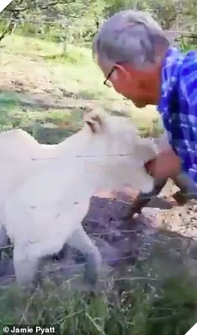 Clip: Liều mạng vuốt ve sư tử c&#225;i, người đ&#224;n &#244;ng bị cắn su&#253;t đứt l&#236;a c&#225;nh tay - Ảnh 3.
