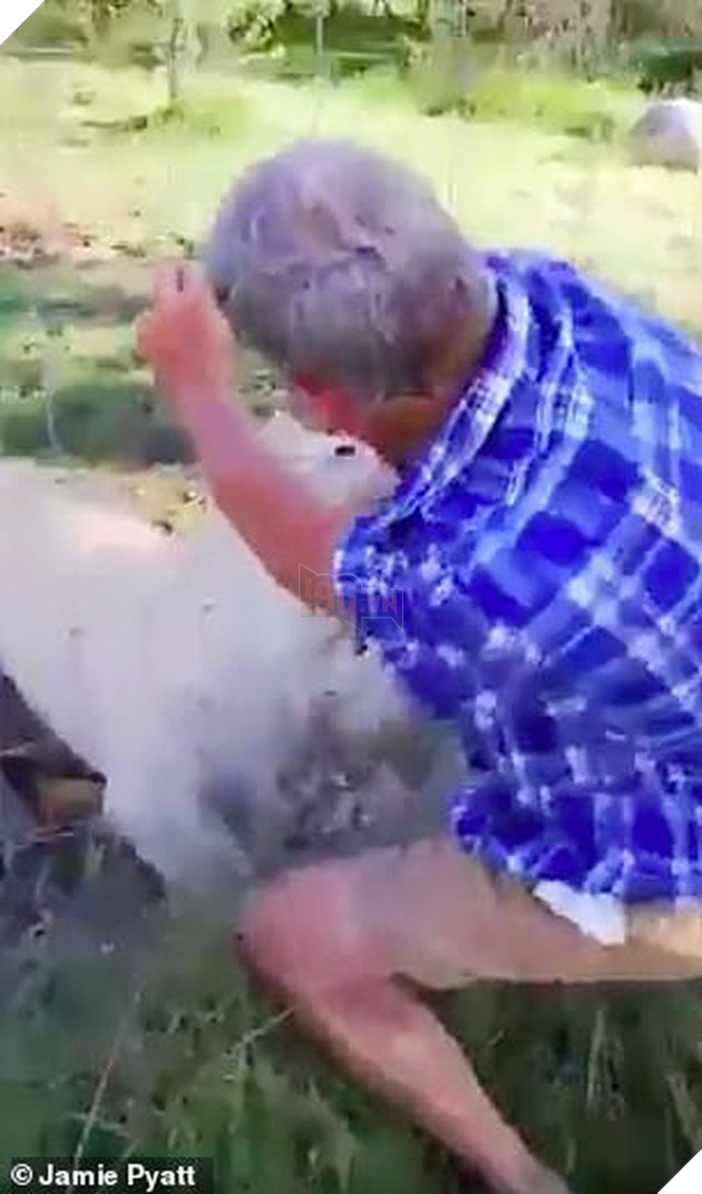 Clip: Liều mạng vuốt ve sư tử c&#225;i, người đ&#224;n &#244;ng bị cắn su&#253;t đứt l&#236;a c&#225;nh tay - Ảnh 3.