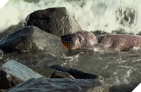  
Con voi biển chết khi rơi xuống mặt nước lởm chởm đá bên dưới.