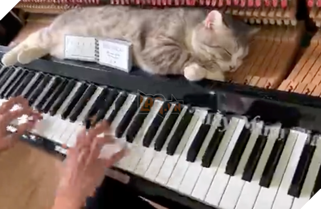 Chủ nhân clip mèo béo trên dương cầm đang lan truyền dữ dội khắp thế giới là người Việt! - Ảnh 2.