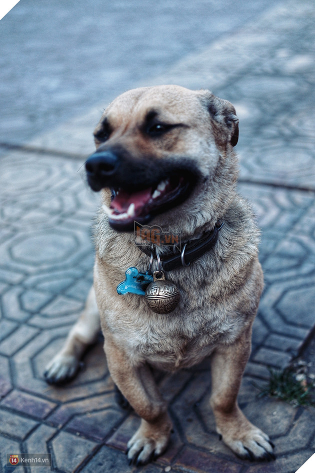 Câu chuyện đáng yêu của người phụ nữ bán vé số và chú chó lang thang ở Đà Lạt - Ảnh 3.