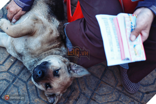 Câu chuyện đáng yêu của người phụ nữ bán vé số và chú chó lang thang ở Đà Lạt - Ảnh 5.