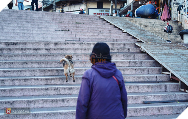 Câu chuyện đáng yêu của người phụ nữ bán vé số và chú chó lang thang ở Đà Lạt - Ảnh 7.