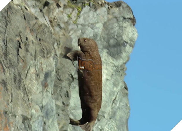  
Băng tan đã khiến cho chúng phải tìm những vùng đất cao hơn để trú ẩn.