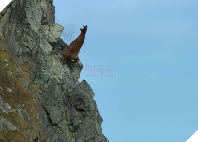  Voi biển rơi xuống khỏi vách đá cao và lộn nhào xuống biển.