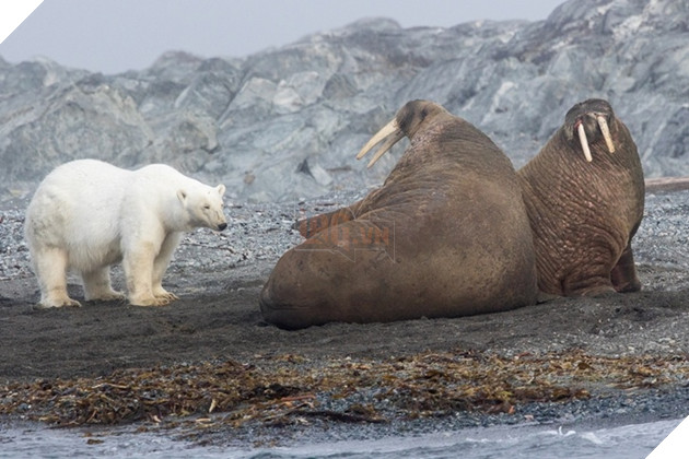  
Các nhà bảo vệ động vật khẳng định cảnh phim nói trên là dàn dựng, bầy voi biển có thể đã chịu sự tác động của gấu trắng hoặc con người.