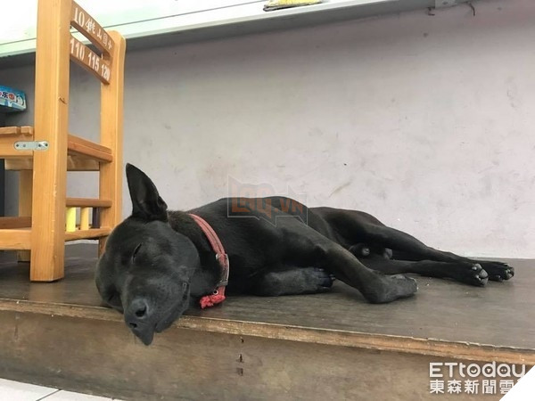 Nghiêng ngả với sự lầy lội của chú chó vào lớp học ăn ngủ nghỉ và…làm giám thị 5