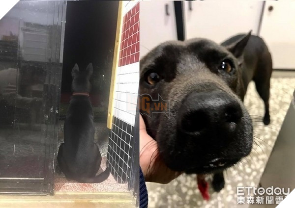 Nghiêng ngả với sự lầy lội của chú chó vào lớp học ăn ngủ nghỉ và…làm giám thị