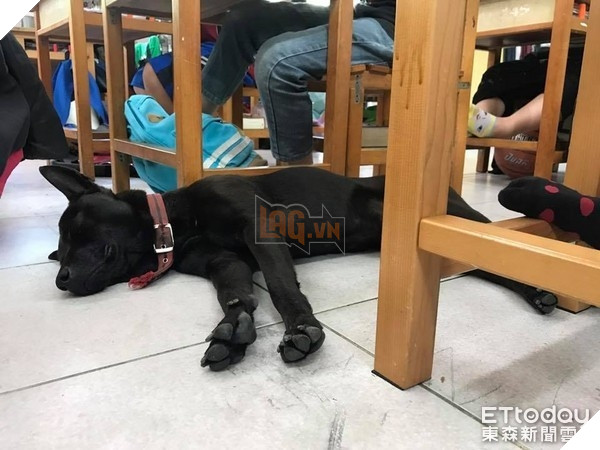 Nghiêng ngả với sự lầy lội của chú chó vào lớp học ăn ngủ nghỉ và…làm giám thị 3
