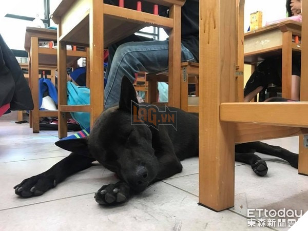 Nghiêng ngả với sự lầy lội của chú chó vào lớp học ăn ngủ nghỉ và…làm giám thị 4