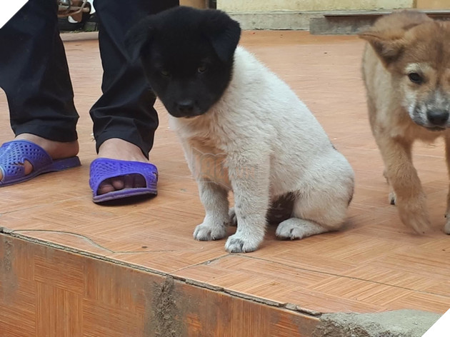 Hài hước chú chó với bộ lông tắm trắng lỗi, như thể đang làm dở thì hết tiền vậy 4