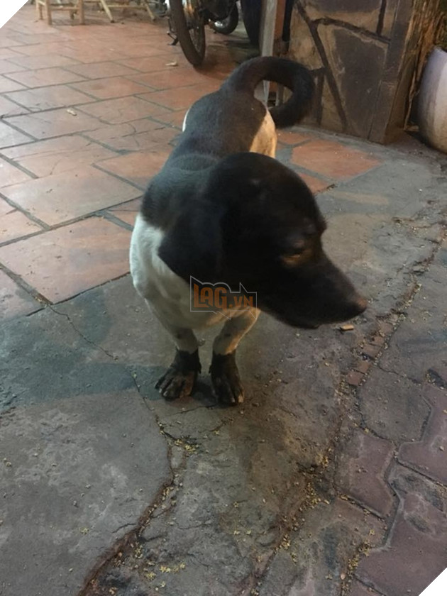 Hài hước chú chó với bộ lông tắm trắng lỗi, như thể đang làm dở thì hết tiền vậy 3