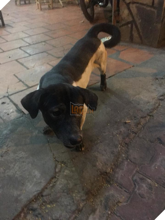 Hài hước chú chó với bộ lông tắm trắng lỗi, như thể đang làm dở thì hết tiền vậy 2