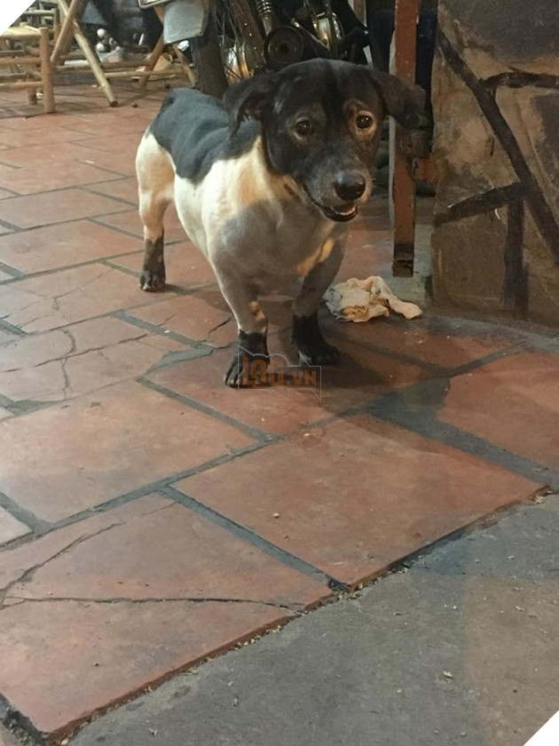 Hài hước chú chó với bộ lông tắm trắng lỗi, như thể đang làm dở thì hết tiền vậy