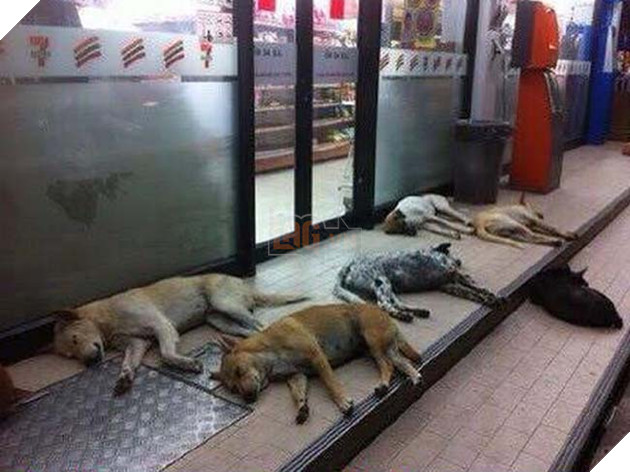 chÃ³ mÃ¨o trÃ¡nh nÃ³ng á» siÃªu thá»