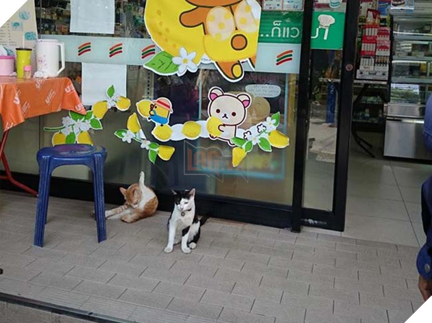 chÃ³ mÃ¨o trÃ¡nh nÃ³ng á» siÃªu thá»