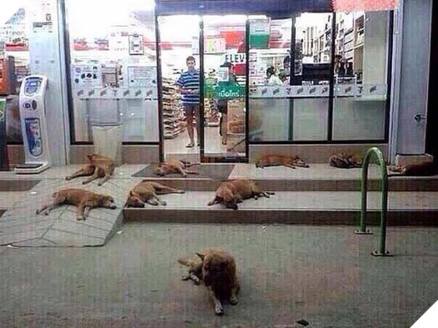 chÃ³ mÃ¨o trÃ¡nh nÃ³ng á» siÃªu thá»