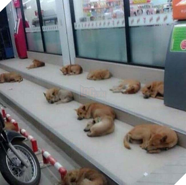 chÃ³ mÃ¨o trÃ¡nh nÃ³ng á» siÃªu thá»