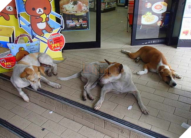 chÃ³ mÃ¨o trÃ¡nh nÃ³ng á» siÃªu thá»