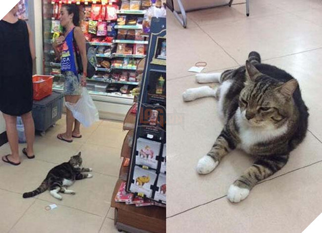 chÃ³ mÃ¨o trÃ¡nh nÃ³ng á» siÃªu thá»