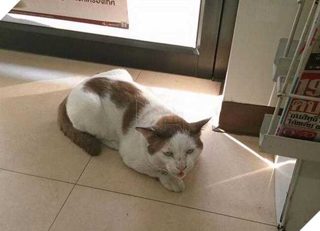 chÃ³ mÃ¨o trÃ¡nh nÃ³ng á» siÃªu thá»