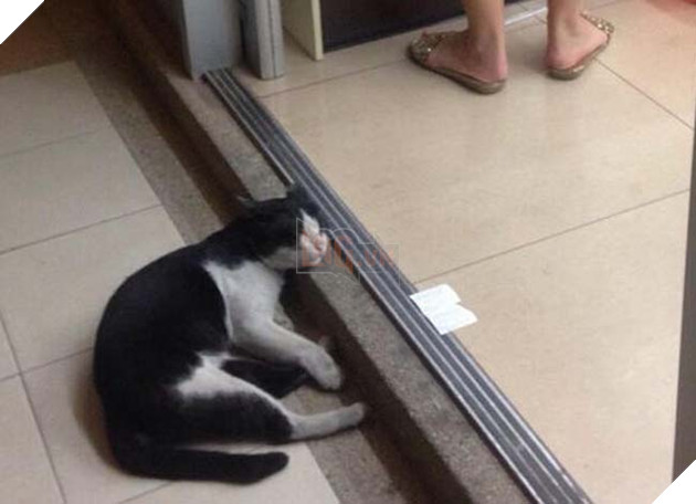 chÃ³ mÃ¨o trÃ¡nh nÃ³ng á» siÃªu thá»