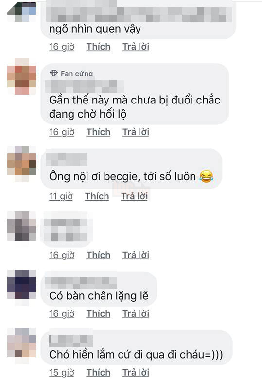 Thanh niên bị chú chó bắt nạt suốt 4 năm: Muốn về nhà phải nộp thuế đường bộ 7