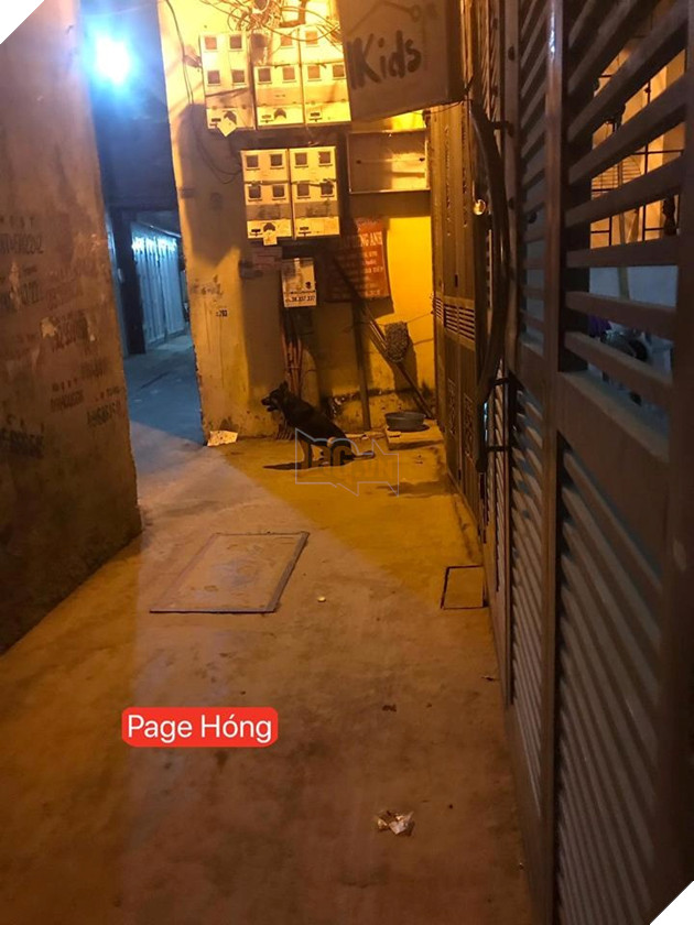 Thanh niên bị chú chó bắt nạt suốt 4 năm: Muốn về nhà phải nộp thuế đường bộ 3