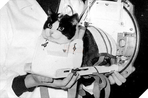 Cứ nghĩ chó, mèo, khỉ vào vũ trụ là bình thường, đây mới là sự thật đầy bi thương của chúng 14