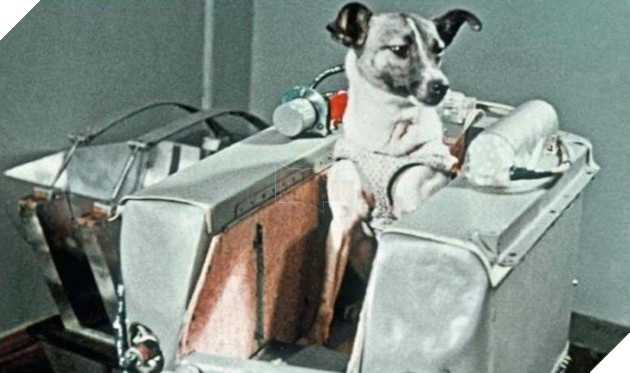 Cứ nghĩ chó, mèo, khỉ vào vũ trụ là bình thường, đây mới là sự thật đầy bi thương của chúng 4