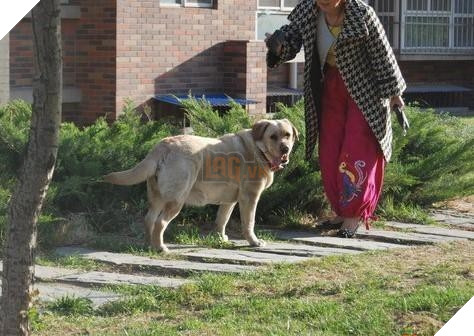 
Nó đi chơi cùng chủ mà không cần dắt - Ảnh: Internet