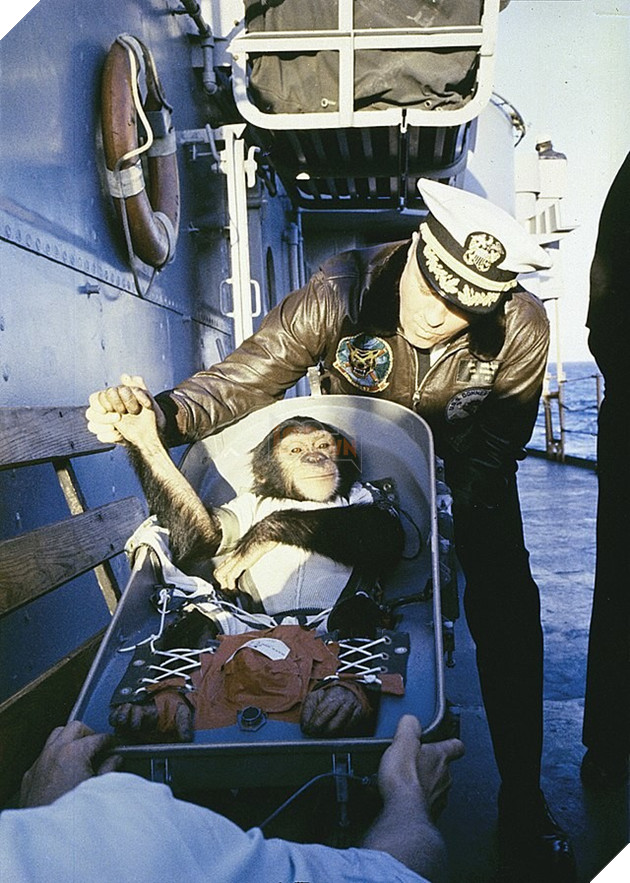 Cứ nghĩ chó, mèo, khỉ vào vũ trụ là bình thường, đây mới là sự thật đầy bi thương của chúng 10