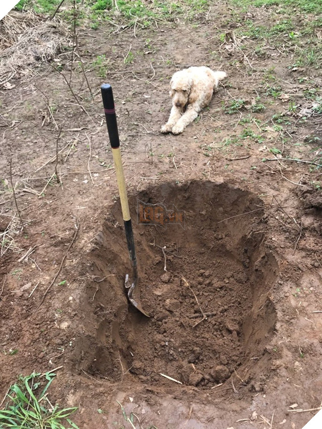  
Vẻ mặt buồn bã của nó khiến người ta cảm thấy đau lòng.