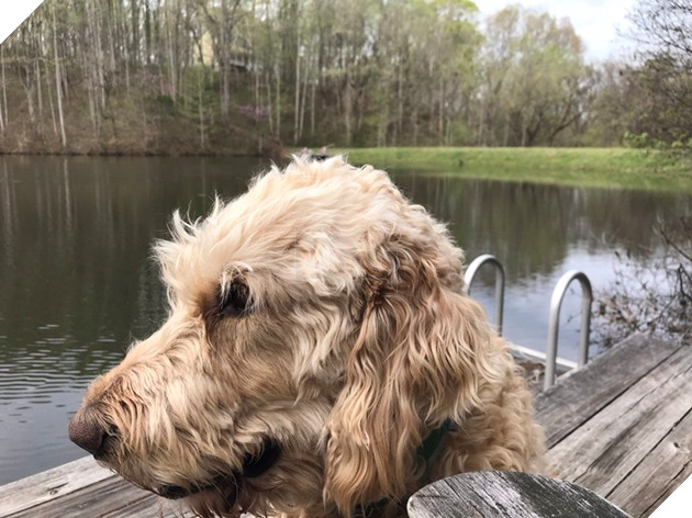  
May quá, chú chó vẫn ổn!