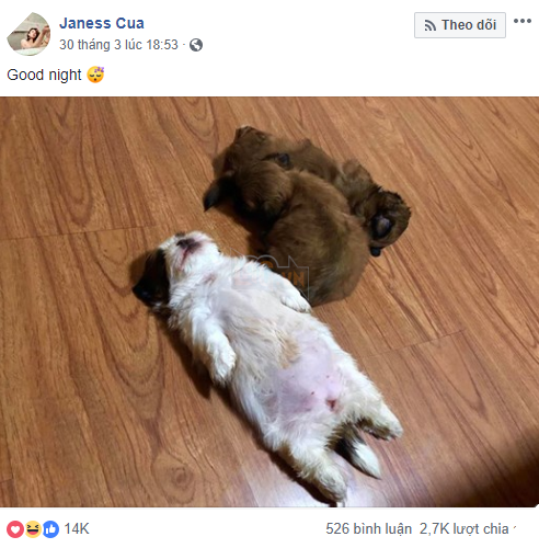 Em cún bất ngờ nổi tiếng vì dáng ngủ quái lạ, trở thành nguồn cảm hứng chế ảnh bất tận trên MXH - Ảnh 1.