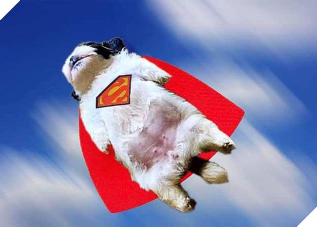 Em cún bất ngờ nổi tiếng vì dáng ngủ quái lạ, trở thành nguồn cảm hứng chế ảnh bất tận trên MXH - Ảnh 9.