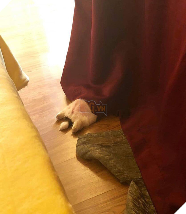 Em c&#250;n bất ngờ nổi tiếng v&#236; d&#225;ng ngủ qu&#225;i lạ, trở th&#224;nh nguồn cảm hứng chế ảnh bất tận tr&#234;n MXH - Ảnh 2.