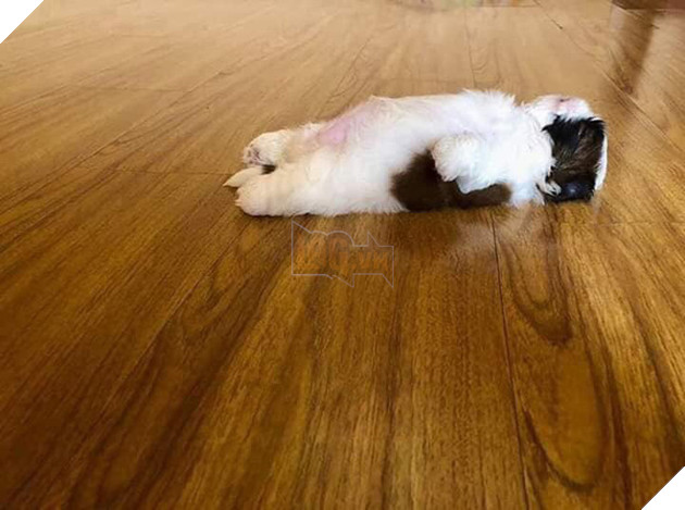 Em c&#250;n bất ngờ nổi tiếng v&#236; d&#225;ng ngủ qu&#225;i lạ, trở th&#224;nh nguồn cảm hứng chế ảnh bất tận tr&#234;n MXH - Ảnh 2.