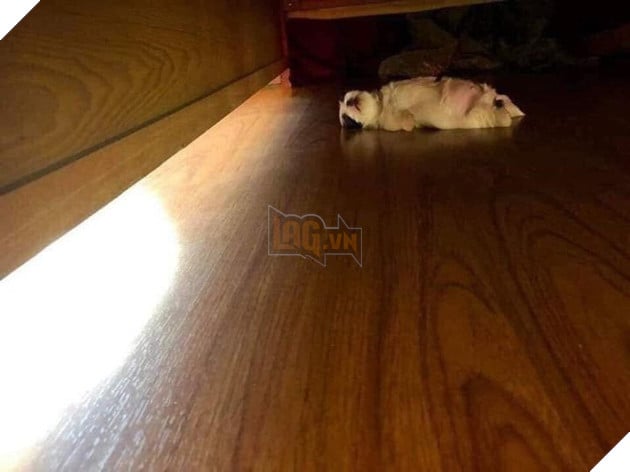 Em c&#250;n bất ngờ nổi tiếng v&#236; d&#225;ng ngủ qu&#225;i lạ, trở th&#224;nh nguồn cảm hứng chế ảnh bất tận tr&#234;n MXH - Ảnh 2.