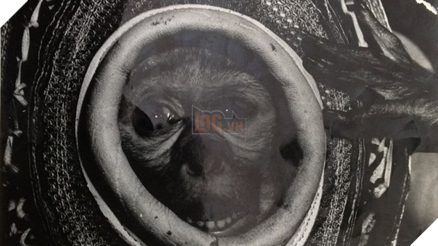 Cứ nghĩ chó, mèo, khỉ vào vũ trụ là bình thường, đây mới là sự thật đầy bi thương của chúng 12