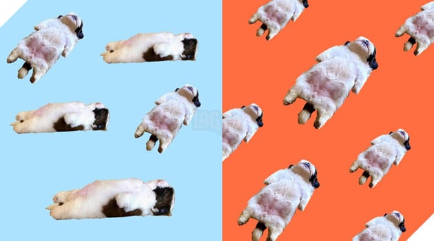 Em cún bất ngờ nổi tiếng vì dáng ngủ quái lạ, trở thành nguồn cảm hứng chế ảnh bất tận trên MXH - Ảnh 4.